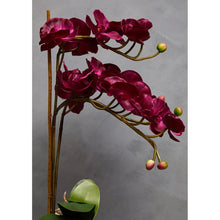 Artificial Aubergine Orchid Plant By Fiori For Home Decor-Wothorpe Nurseries