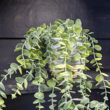 Artificial Eucalyptus Plant 50cm In Ceramic Pot Home Office-Wothorpe Nurseries
