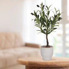 Olivia Artificial Olive Plant 53cm Grey Cement Pot Home Decor-Wothorpe Nurseries