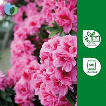 Verve Ericaceous Compost Peat Free For Acid Loving Plants-Wothorpe Nurseries