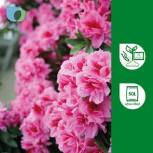 Verve Ericaceous Compost Peat Free For Acid Loving Plants-Wothorpe Nurseries