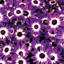 Verve Peat Free Multi Purpose Compost For Gardens And Pots-Wothorpe Nurseries