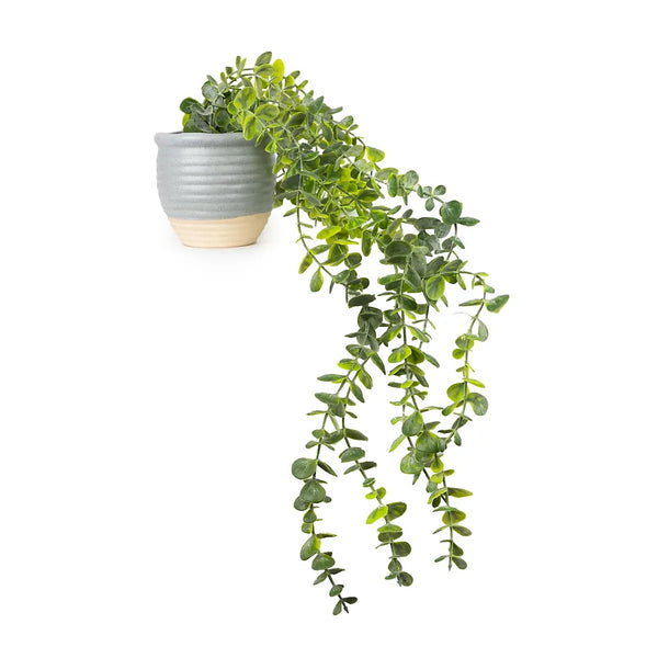 Artificial Eucalyptus Plant 50cm In Ceramic Pot Home Office-Wothorpe Nurseries